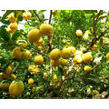 Hot Selling Chinese Wholesale Fresh Citrus Fruit Juicy Yellow Lemon